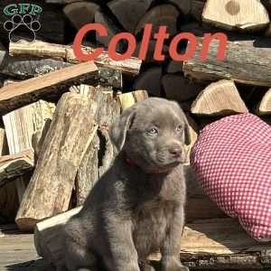 Colton, Silver Labrador Retriever Puppy